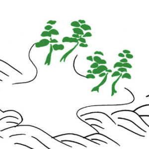 海賦（かいぶ）の柄の着物は夏に着よう