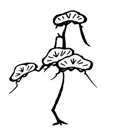 光琳松の着物の柄の画像